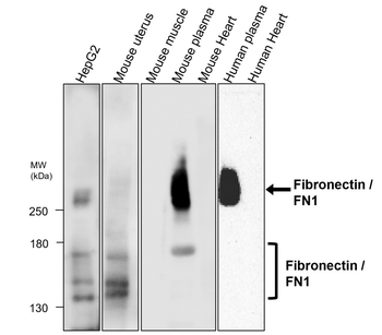 Fibronectin 1 Rabbit Polyclonal Antibody