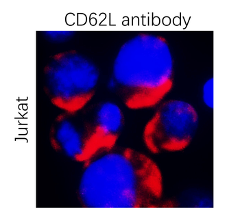 L-selectin | CD62L Antibody