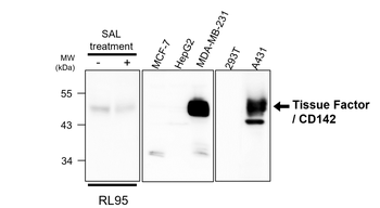 Tissue Factor/CD142 extracellular Antibody