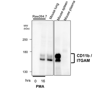 CD11b/ITGAM Antibody
