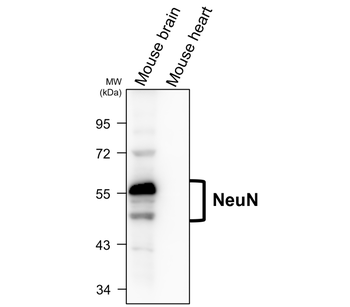NeuN Rabbit Polyclonal Antibody