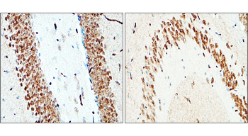 NeuN Rabbit Polyclonal Antibody