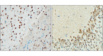 NeuN Rabbit Polyclonal Antibody