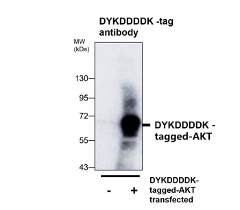 DYKDDDDK Tag Rabbit Polyclonal Antibody