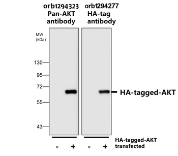 HA tag Antibody
