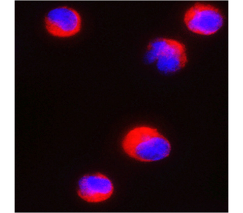 CD4 (mouse specific) Rat Monoclonal Antibody