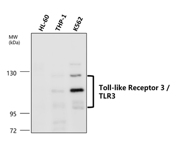 Toll-like Receptor 3/TLR3 Antibody