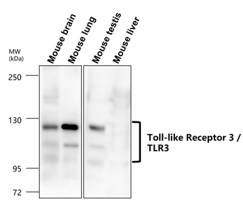 Toll-like Receptor 3/TLR3 Antibody
