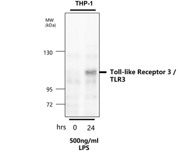 Toll-like Receptor 3/TLR3 Antibody