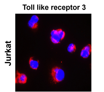 Toll-like Receptor 3/TLR3 Antibody