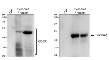 CD63 Antibody