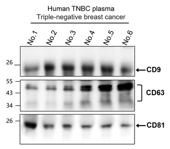 CD63 Antibody