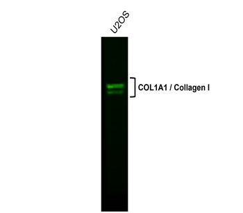 COL1A1/Collagen I Antibody