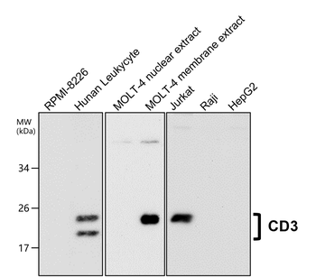 CD3 Rabbit Polyclonal Antibody