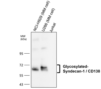 Syndecan-1/CD138 Extracellular domain Antibody