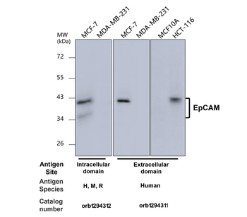 EpCAM/CD326 (Extracellular domain) Antibody