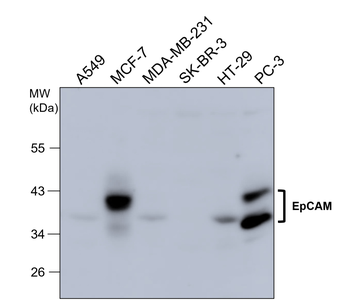 EpCAM/CD326 (Extracellular domain) Antibody