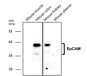 EpCAM/CD326 (Intracellular domain) Antibody