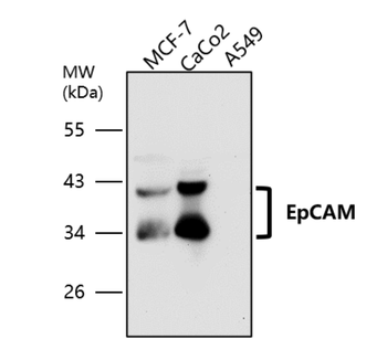 EpCAM/CD326 (Intracellular domain) Antibody
