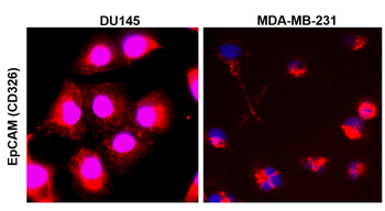 EpCAM/CD326 (Intracellular domain) Antibody