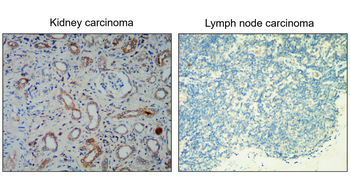 EpCAM/CD326 (Intracellular domain) Antibody