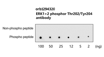 Phospho ERK1+2 (Thr202 Rabbit Polyclonal Antibody
