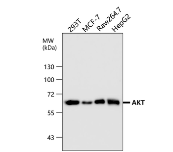 Akt1+2+3 Rabbit Polyclonal Antibody
