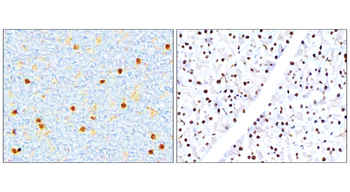 NFE2L2/NRF2 Antibody