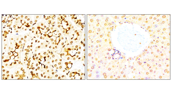 NFE2L2/NRF2 Antibody