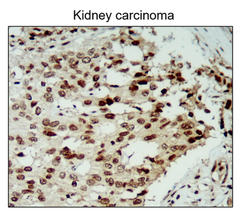 NFE2L2/NRF2 Antibody