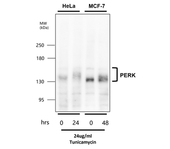 PERK Rabbit Polyclonal Antibody