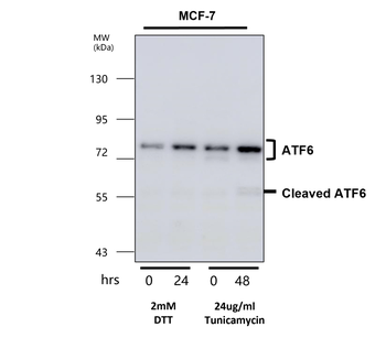 ATF6 Antibody