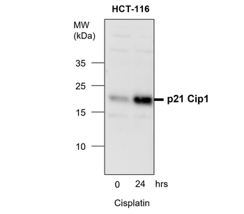 p21 Waf1 Rabbit Polyclonal Antibody