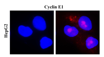 Cyclin E1 Rabbit Polyclonal Antibody
