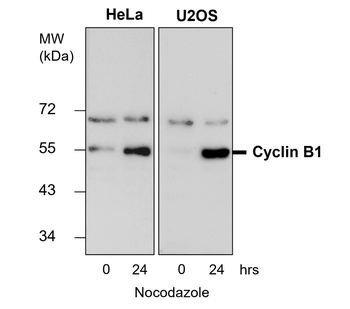 Cyclin B1 Rabbit Polyclonal Antibody