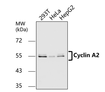 Cyclin A2 Rabbit Polyclonal Antibody