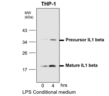 IL-1 beta Rabbit Polyclonal Antibody