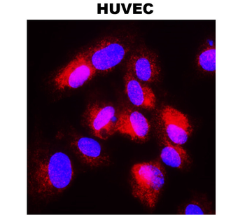 COX2 Rabbit Polyclonal Antibody