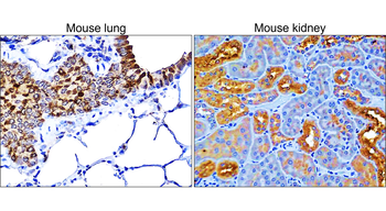 COX2 Rabbit Polyclonal Antibody
