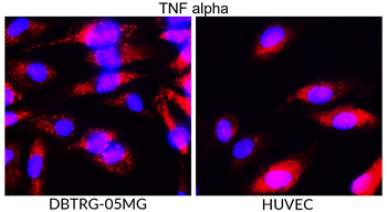 TNF alpha Rabbit Polyclonal Antibody