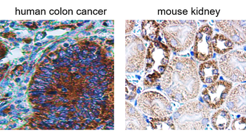 Cytochrome C Rabbit Polyclonal Antibody