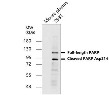 cleaved PARP Asp214 Rabbit Polyclonal Antibody
