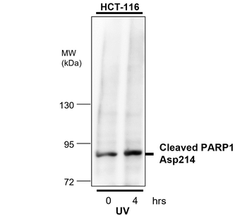 cleaved PARP Asp214 Rabbit Polyclonal Antibody