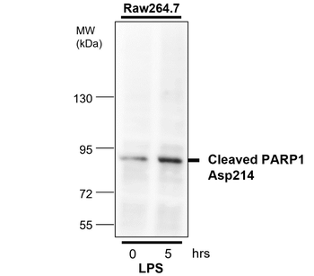 cleaved PARP Asp214 Rabbit Polyclonal Antibody