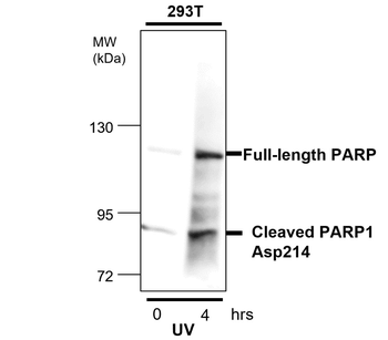 cleaved PARP Asp214 Rabbit Polyclonal Antibody