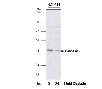 Caspase-9 cleaved Asp315 Rabbit Polyclonal Antibody
