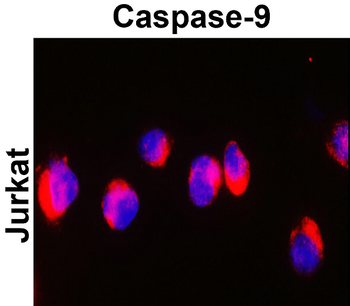 Caspase-9 cleaved Asp315 Rabbit Polyclonal Antibody