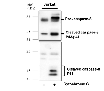 Caspase-8 Cleaved Rabbit Polyclonal Antibody