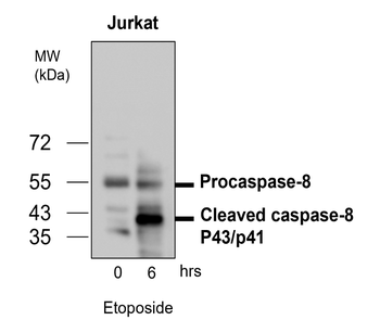 Caspase-8 Cleaved Rabbit Polyclonal Antibody