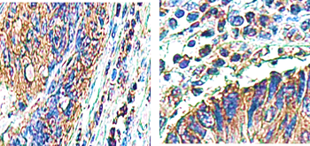 Caspase-8 Cleaved Rabbit Polyclonal Antibody